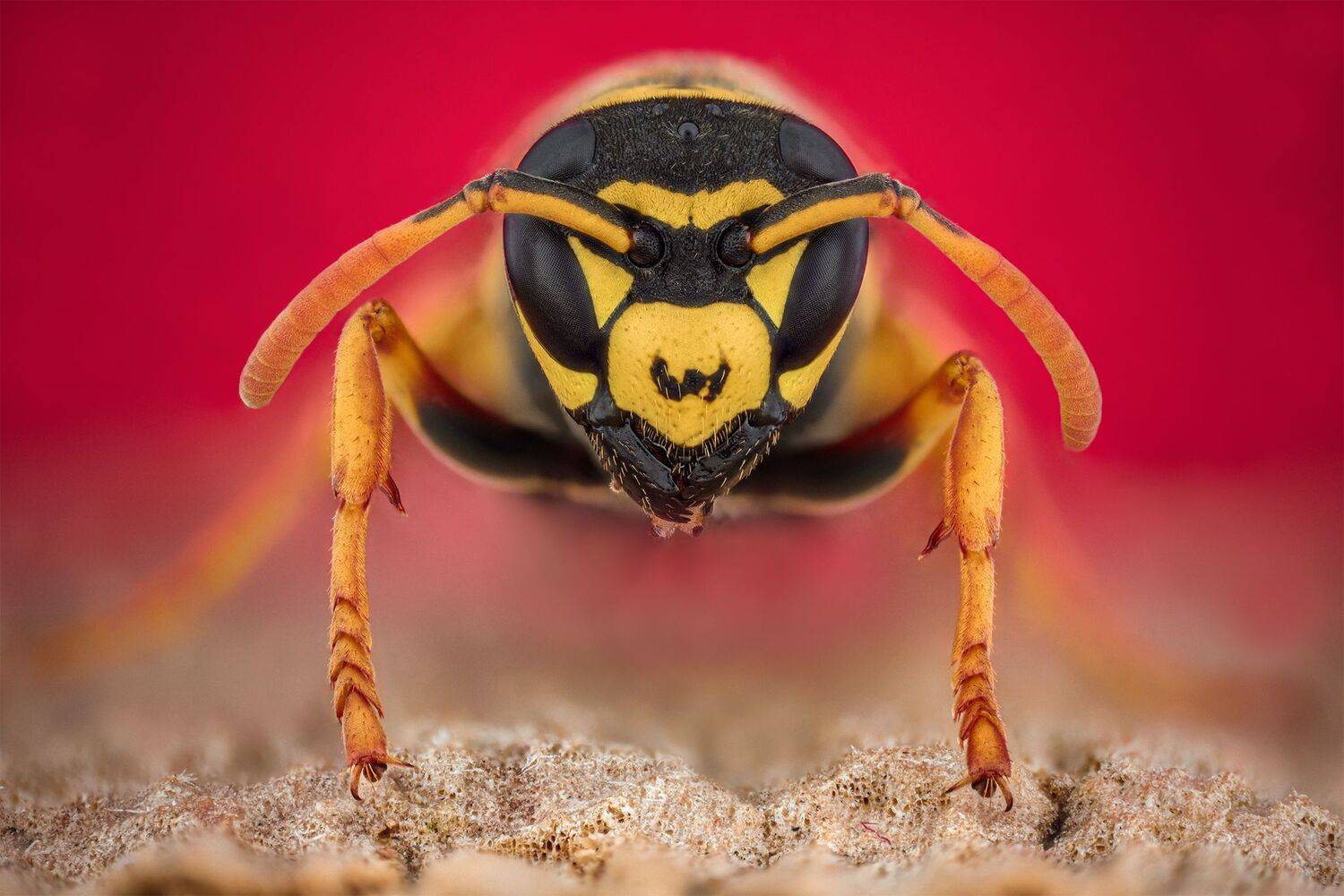ceclii, macro, nikond7200, Tsvetan Ganev