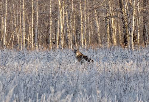 по следам волка.