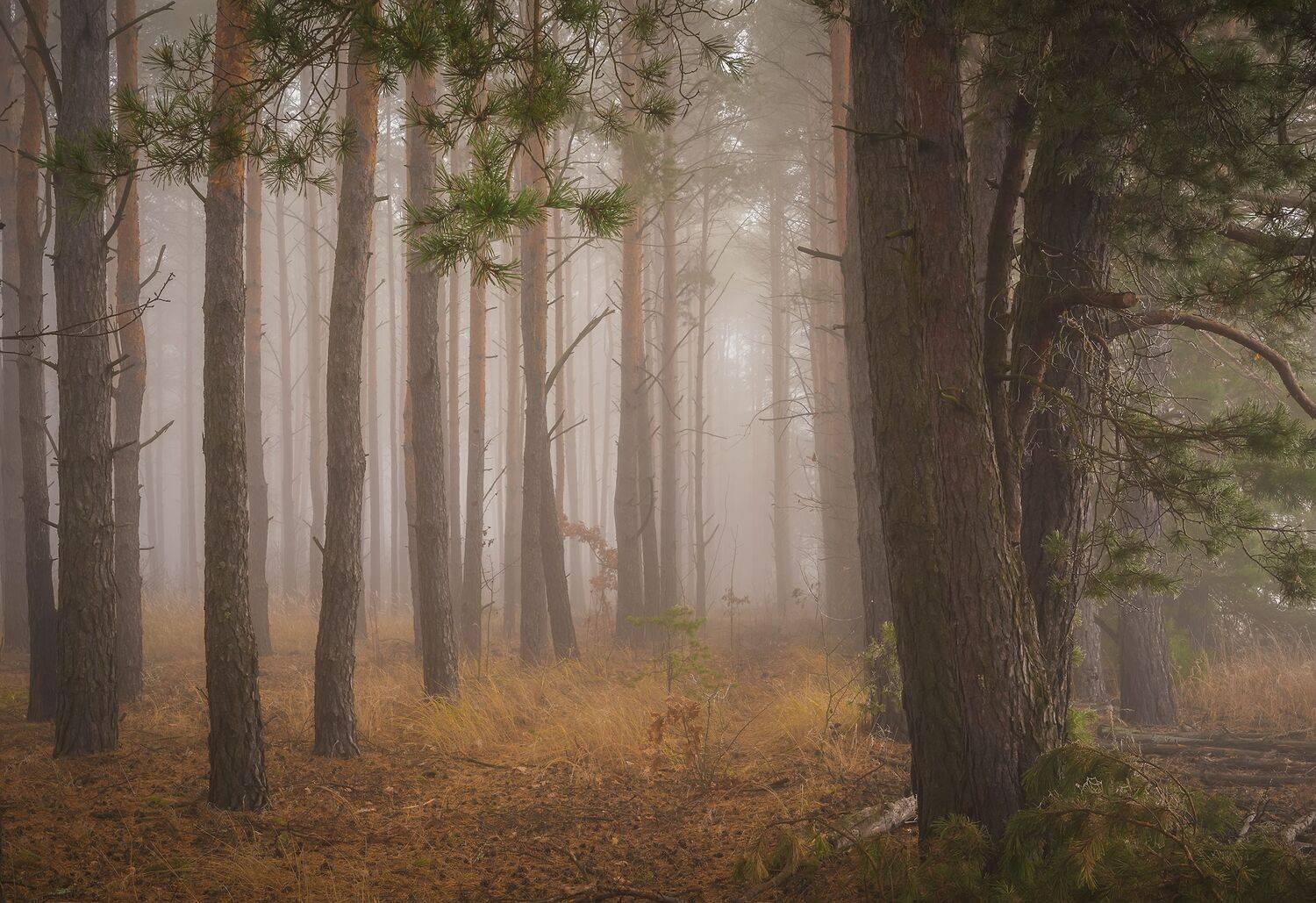 , Дмитрий Захаров