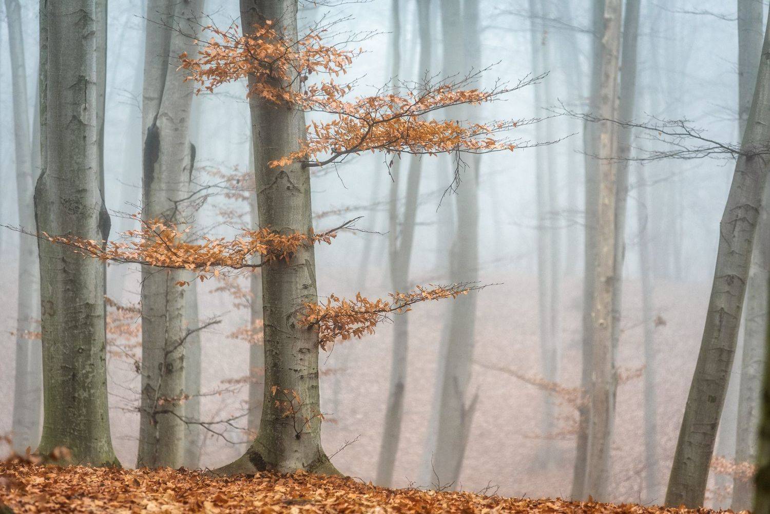 , Юрий Юрьев