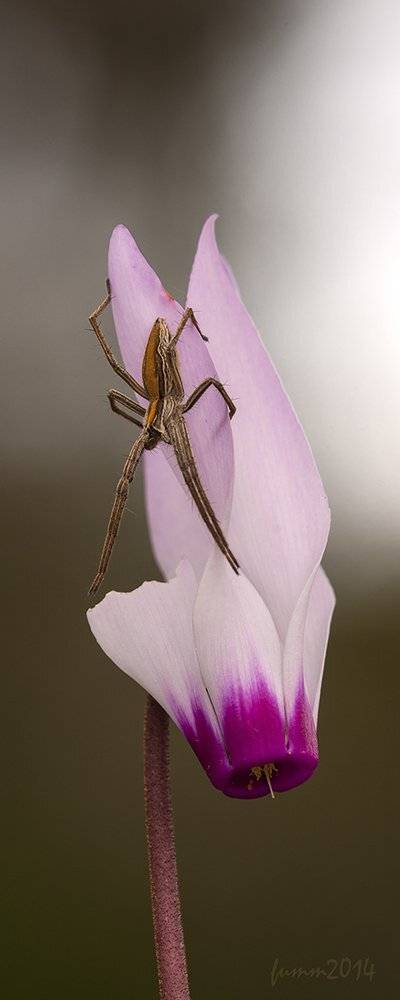 , Игорь ФУММ