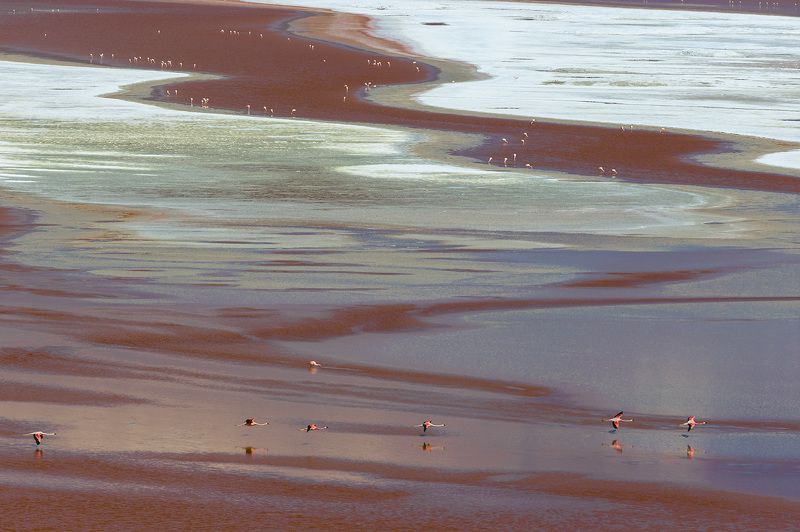 FLAMINGO\'S PARADISE фото превью