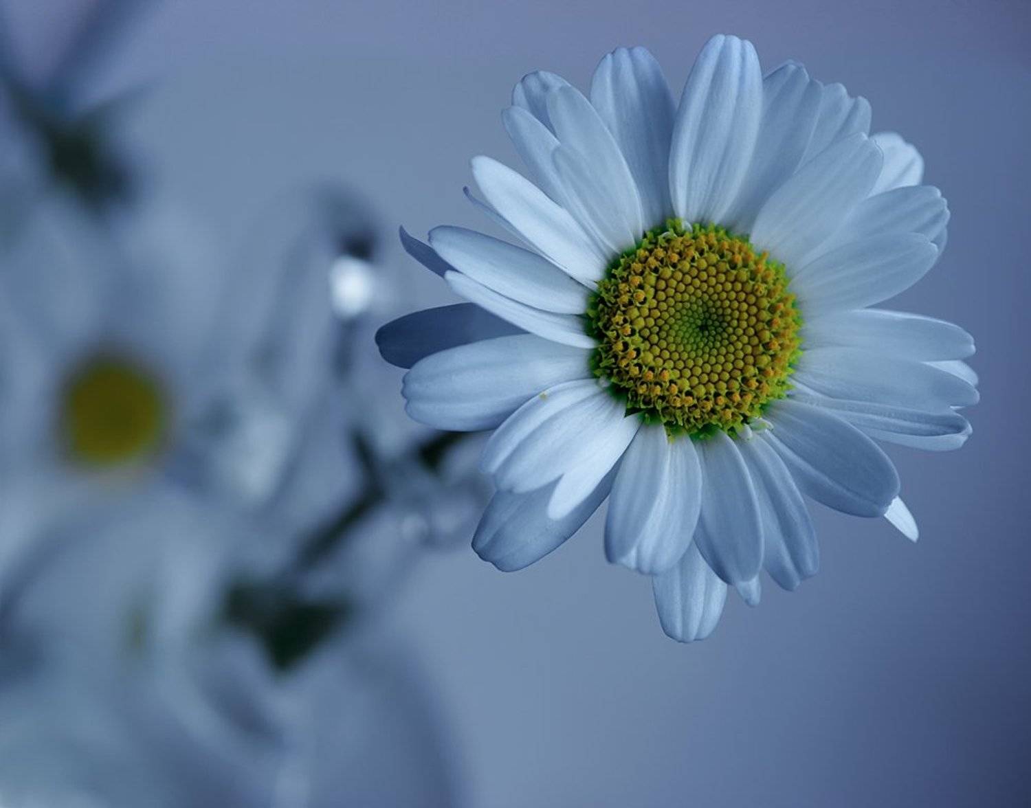 , Валерия Струнникова