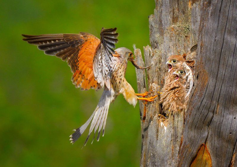 кто голодный? фото превью