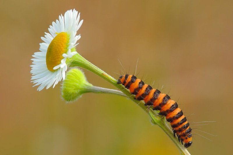 Ku słońcu... фото превью