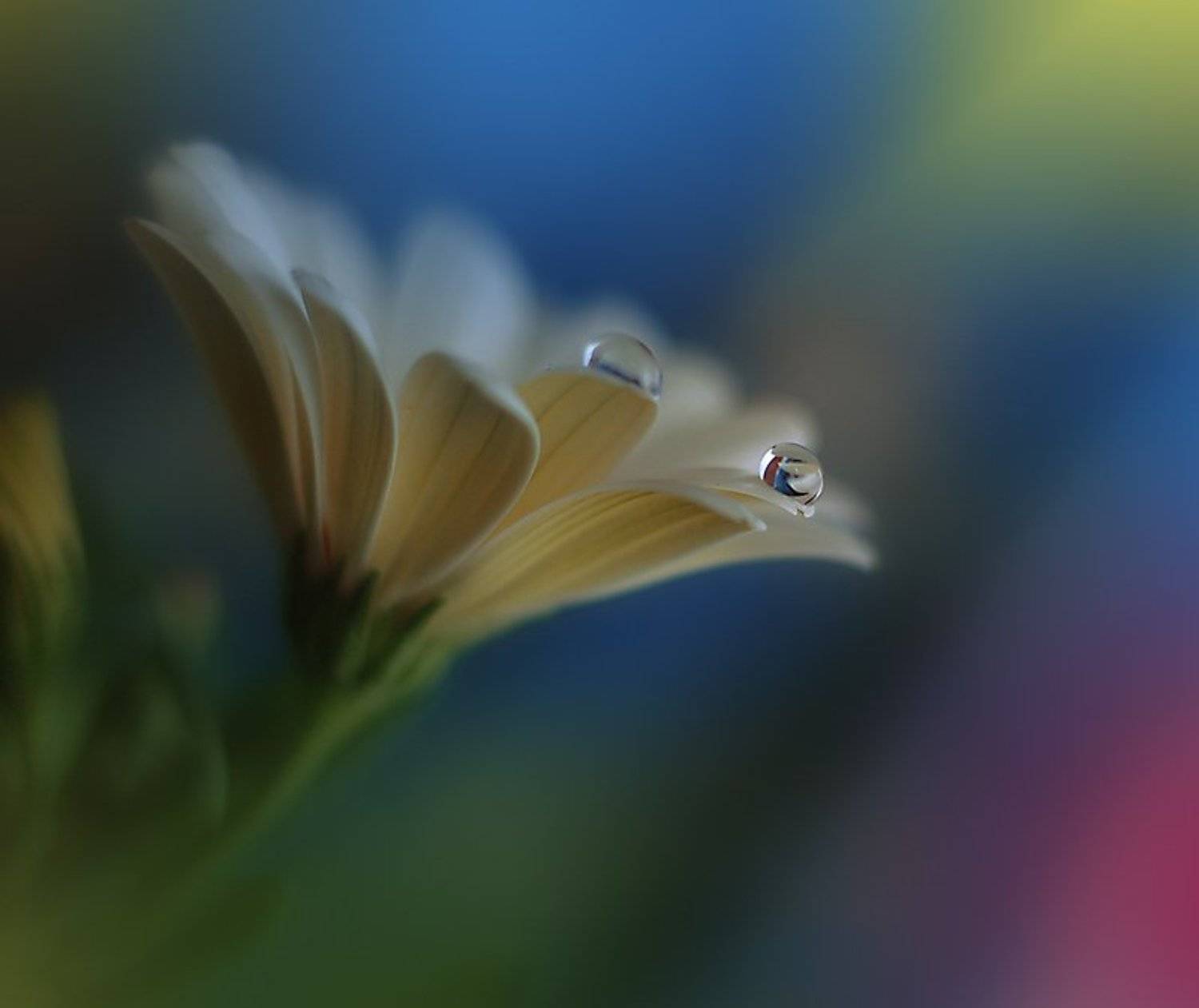 Closeup, Colors, Drop, Fine art, Flower, Garden, Light, Macro, Nature, Nikon, Reflection, Water, Water drop, Juliana Nan