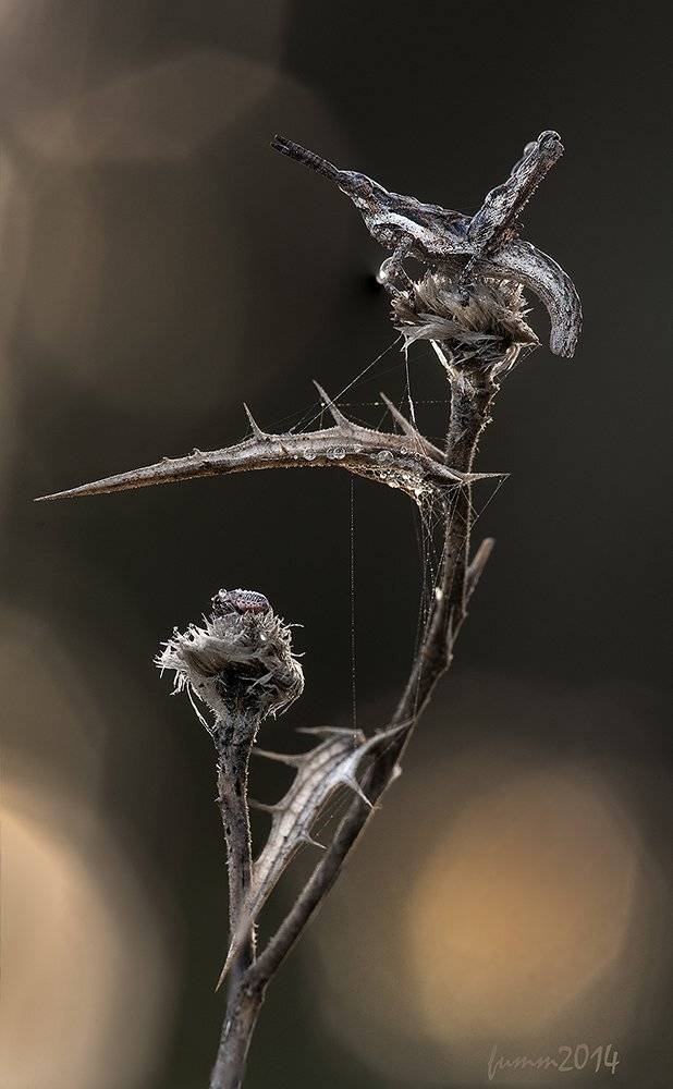 , Игорь ФУММ