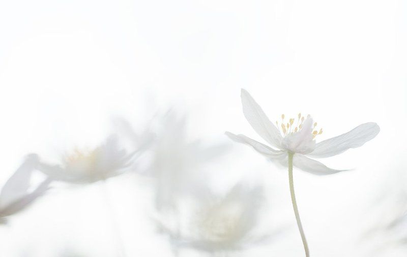 ветреничка, дубравная акварелью фото превью