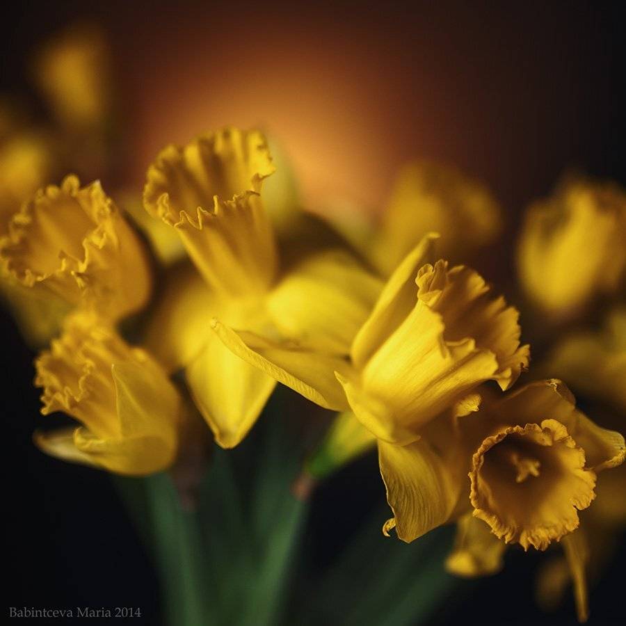 , Бабинцева Мария