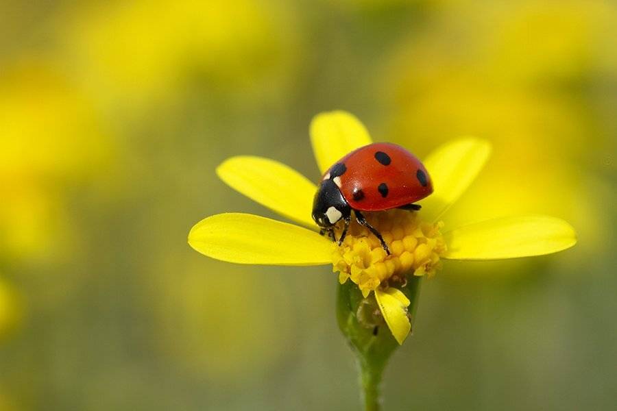 , mehmet