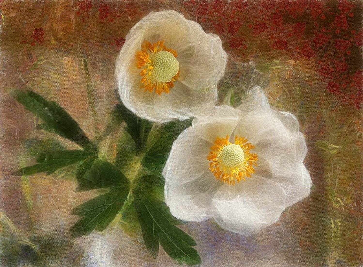 Цветы анемоны ветреница праздник, Наталья Кузнецова (Nateletro)