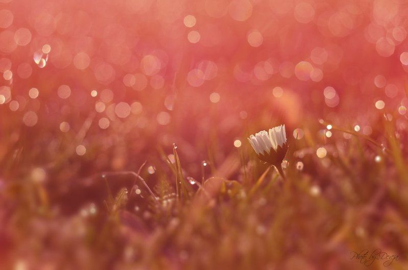 Дьюи луг фото превью