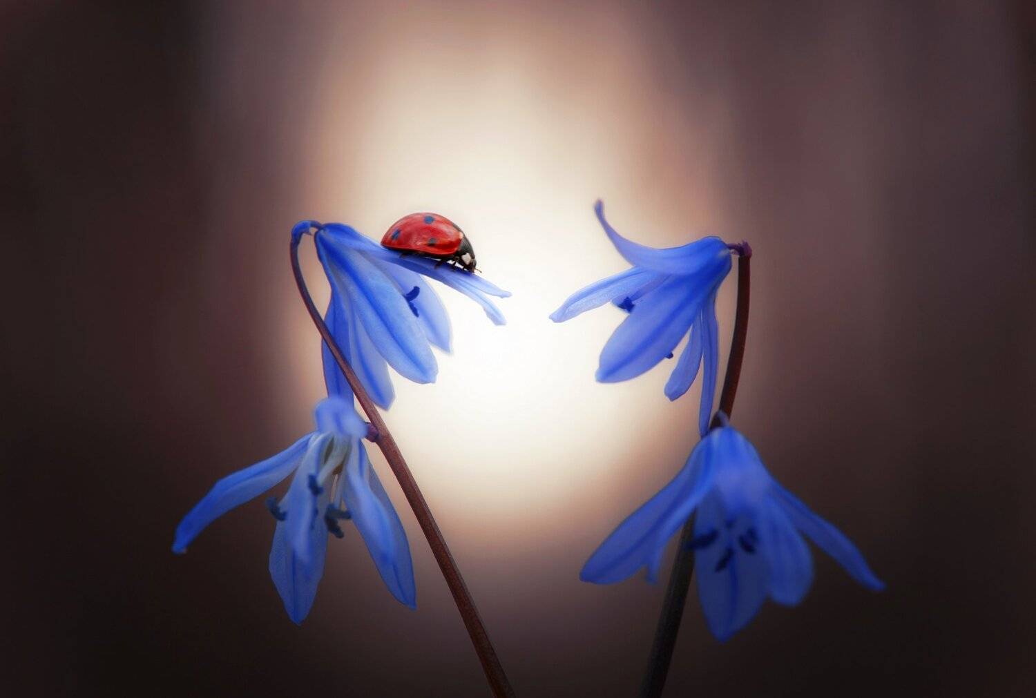 , Алексей Дранговский