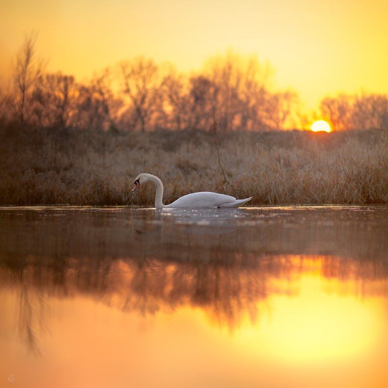 Swan bathed in gold фото превью