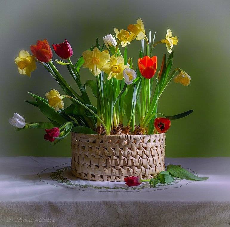 цветы, Светлана Л.