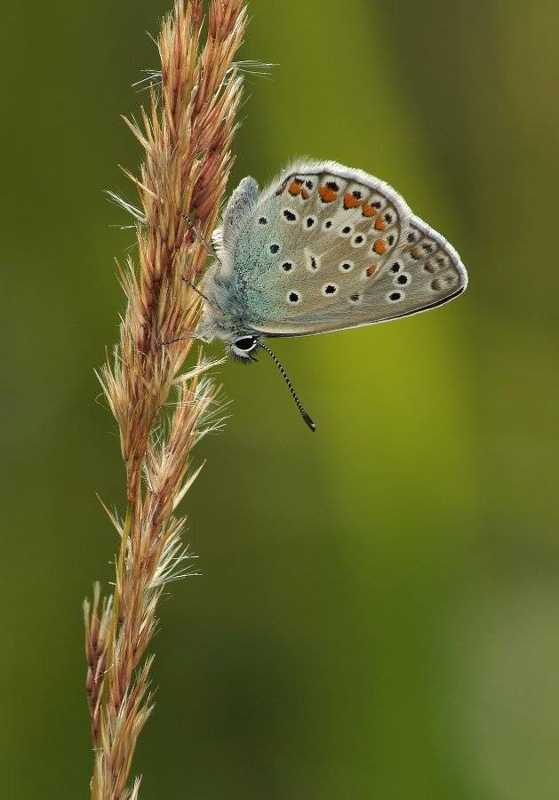 , Чепленко Алексей