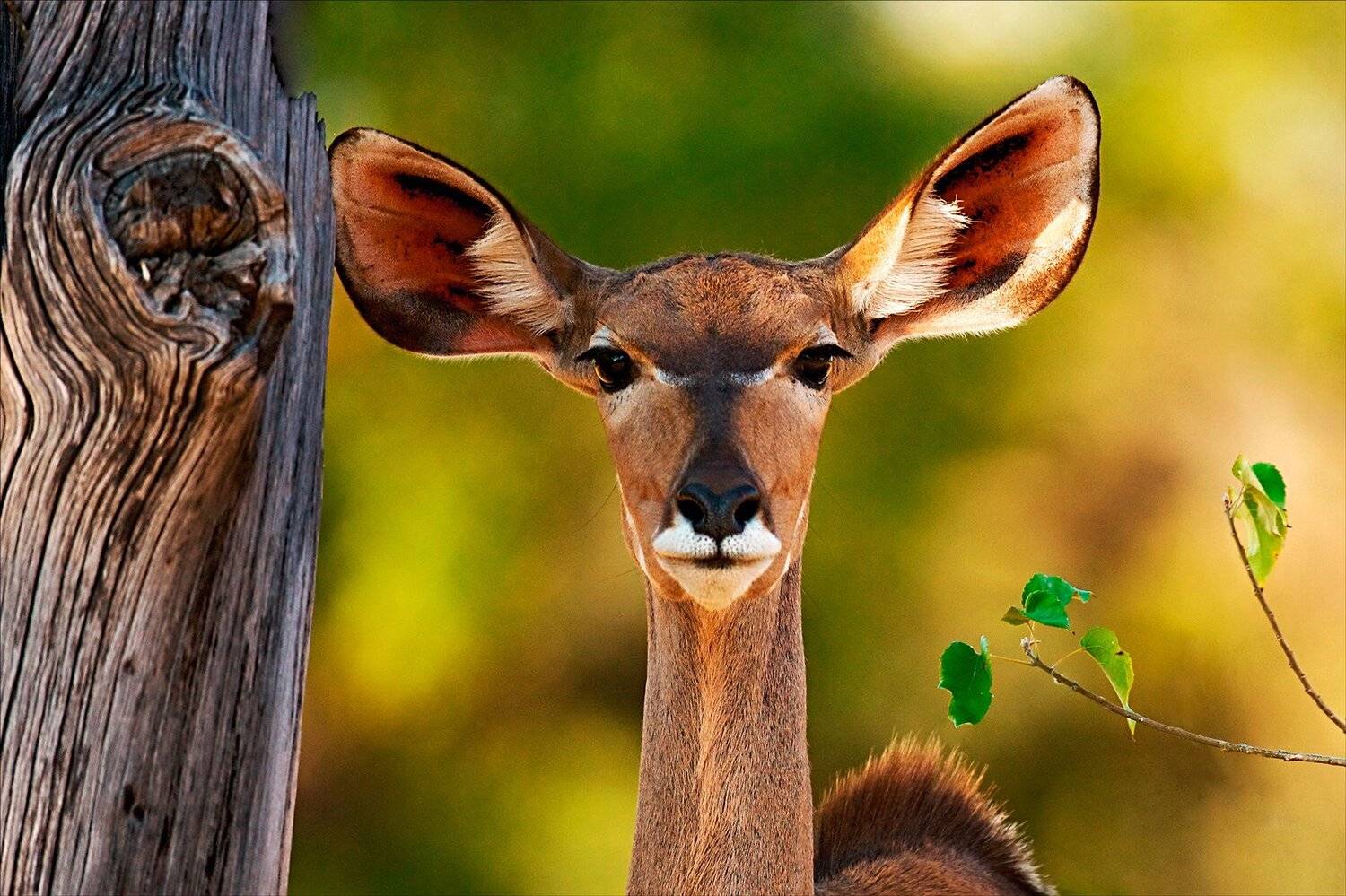 , Алексей Сулоев