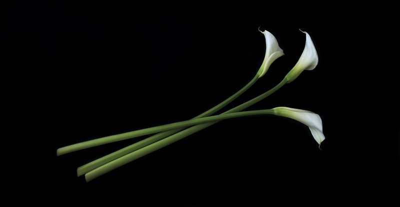 С праздником дорогие дамы! фото превью