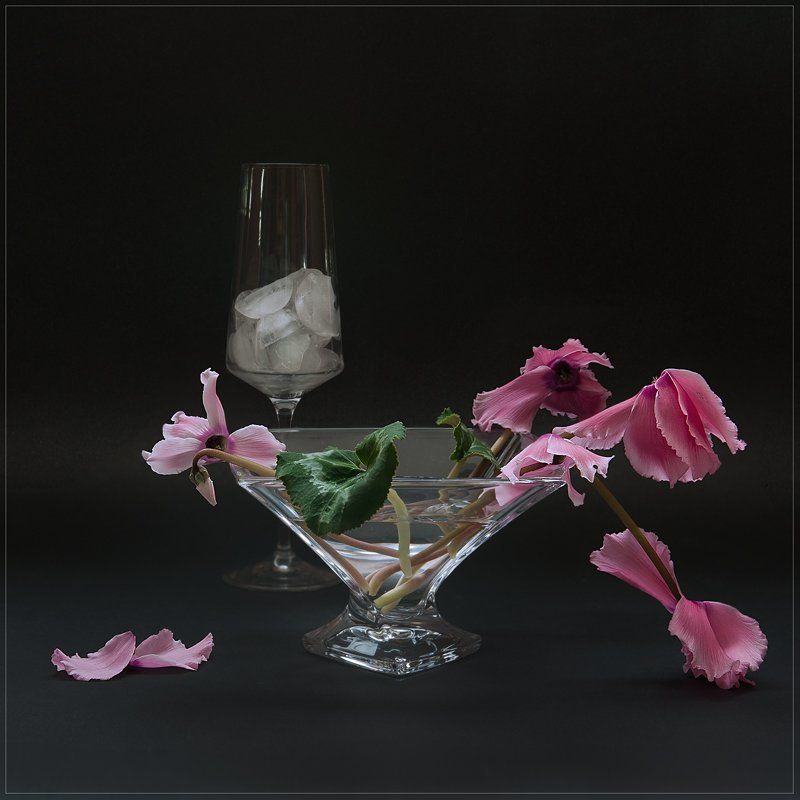 Уходит время цикламенов... фото превью