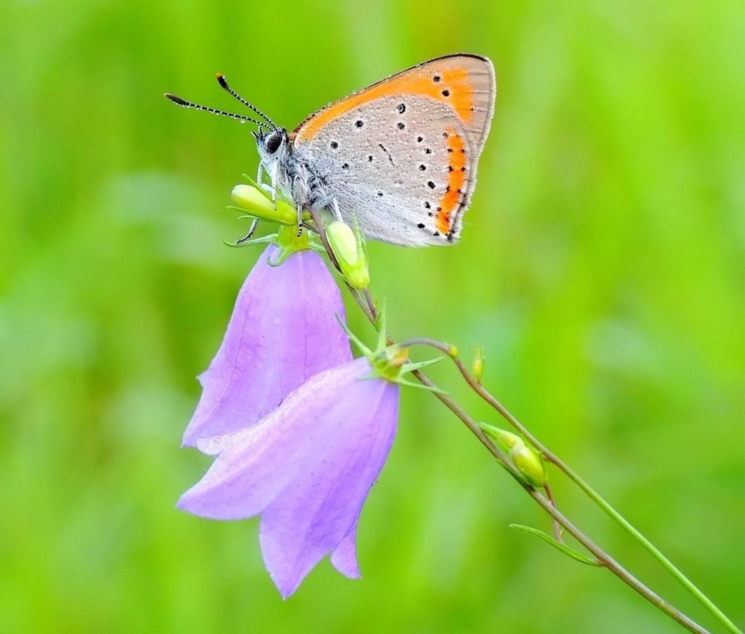 , Zbyszek  Walkiewicz