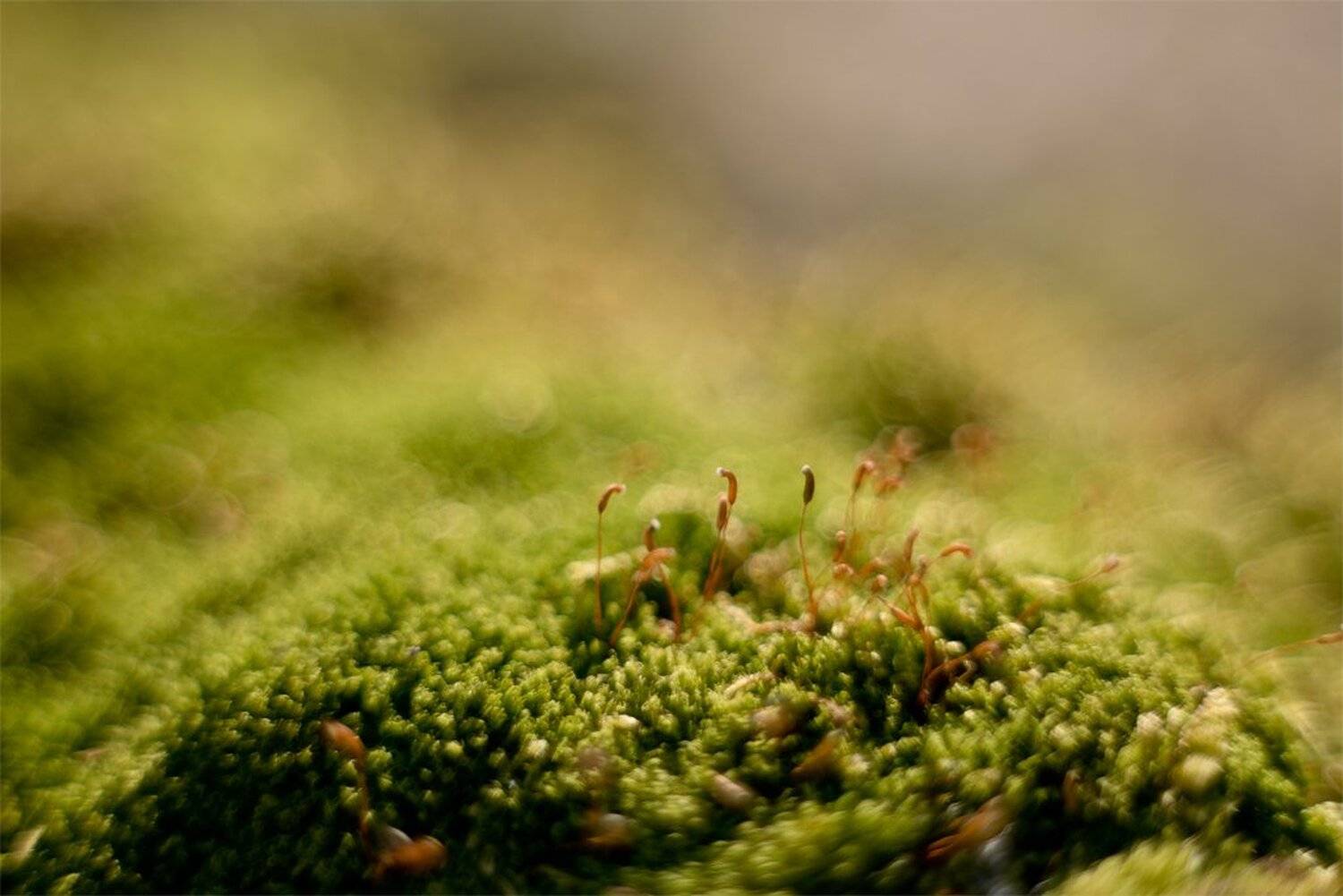 , Геннадий Мещеряков