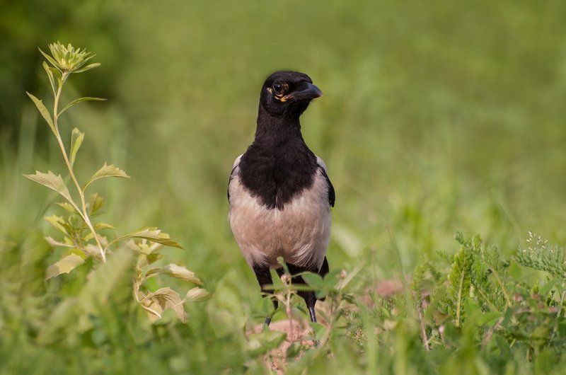 *** фото превью
