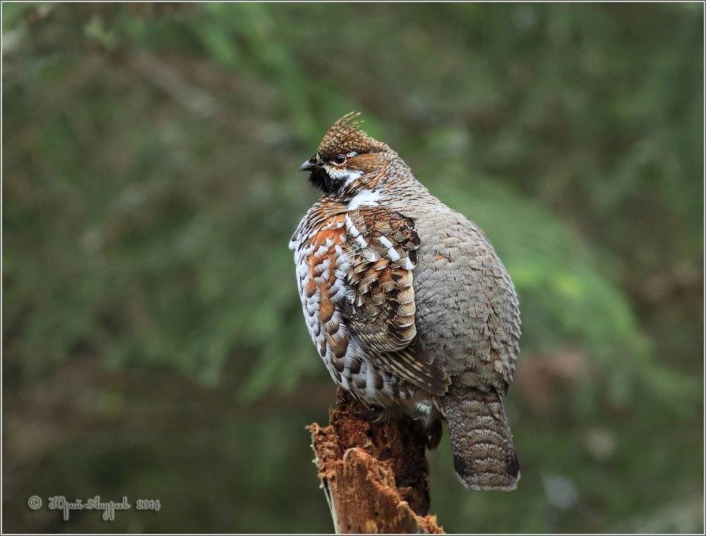 , Юрий Андреев