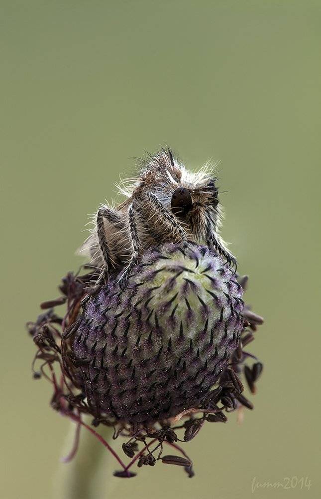 , Игорь ФУММ