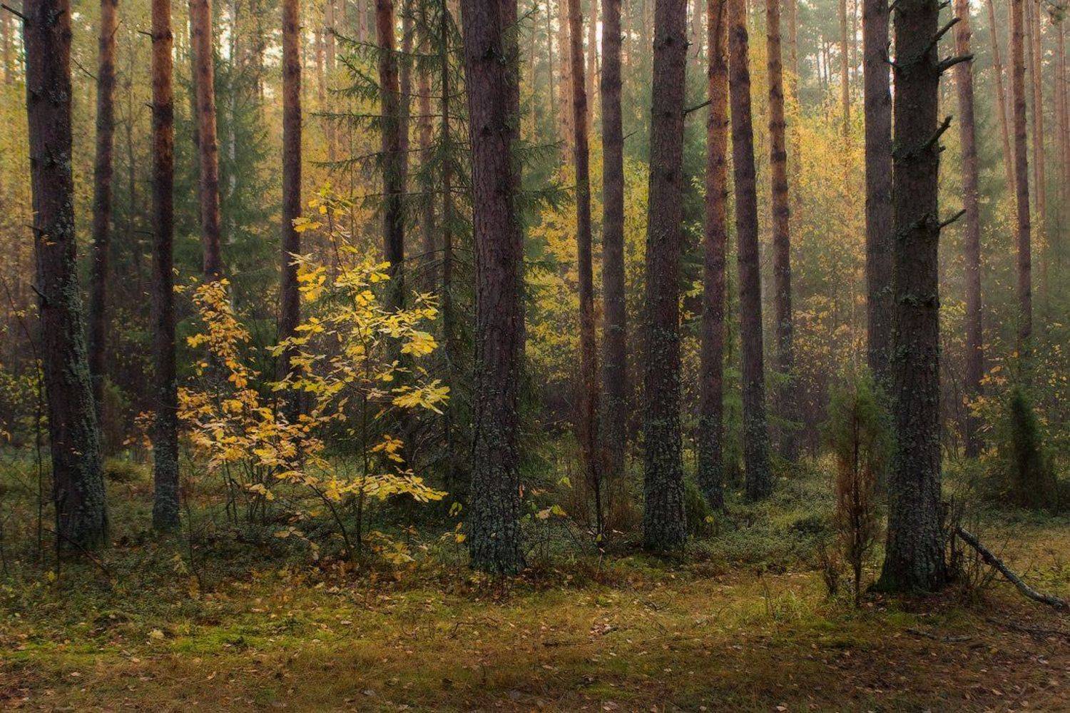 , Дмитрий Алексеев