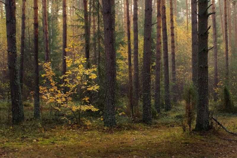 (***) фото превью