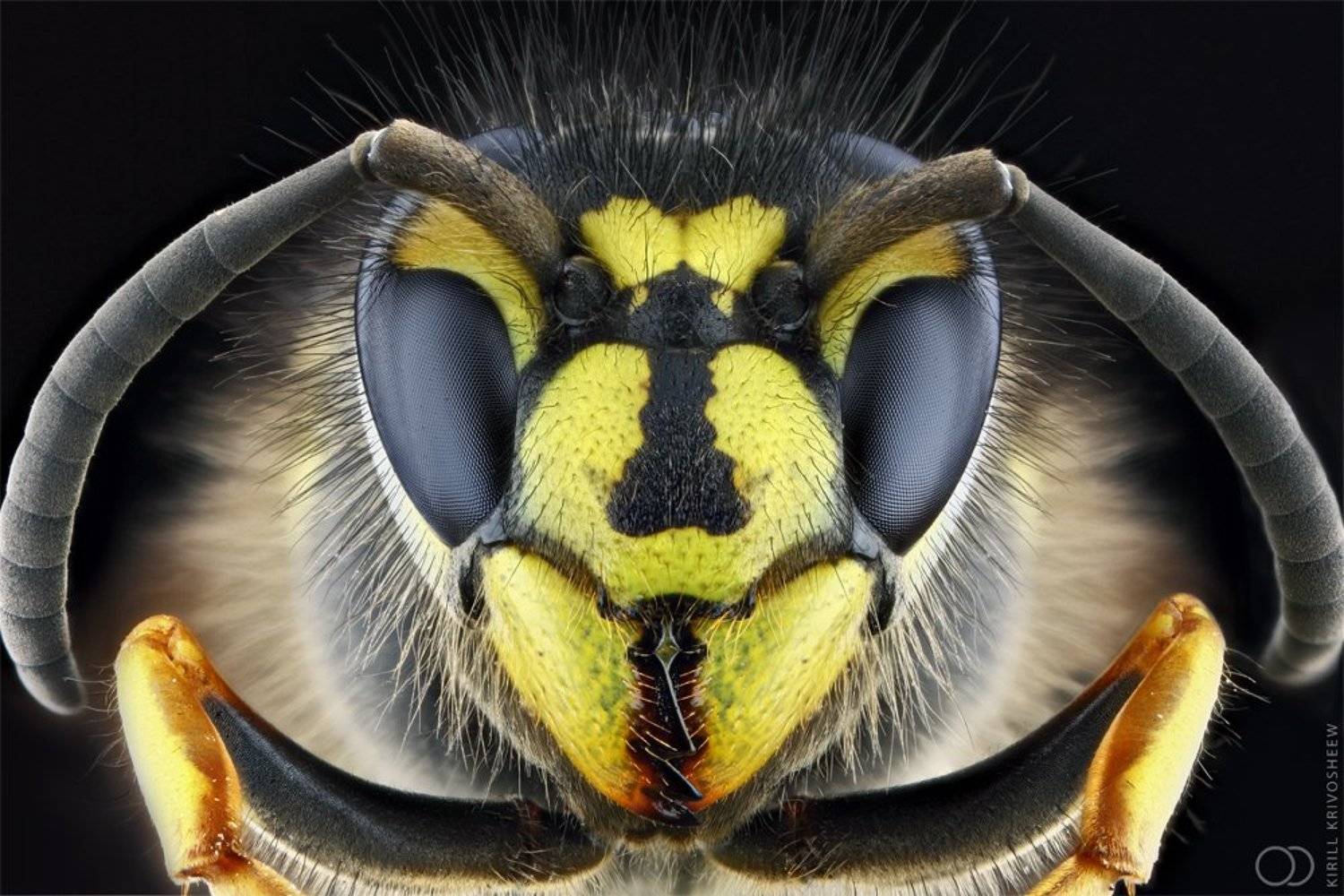 оса,макро, глаза,фасетка,черный фон, супер макро, Kirill Krivosheew
