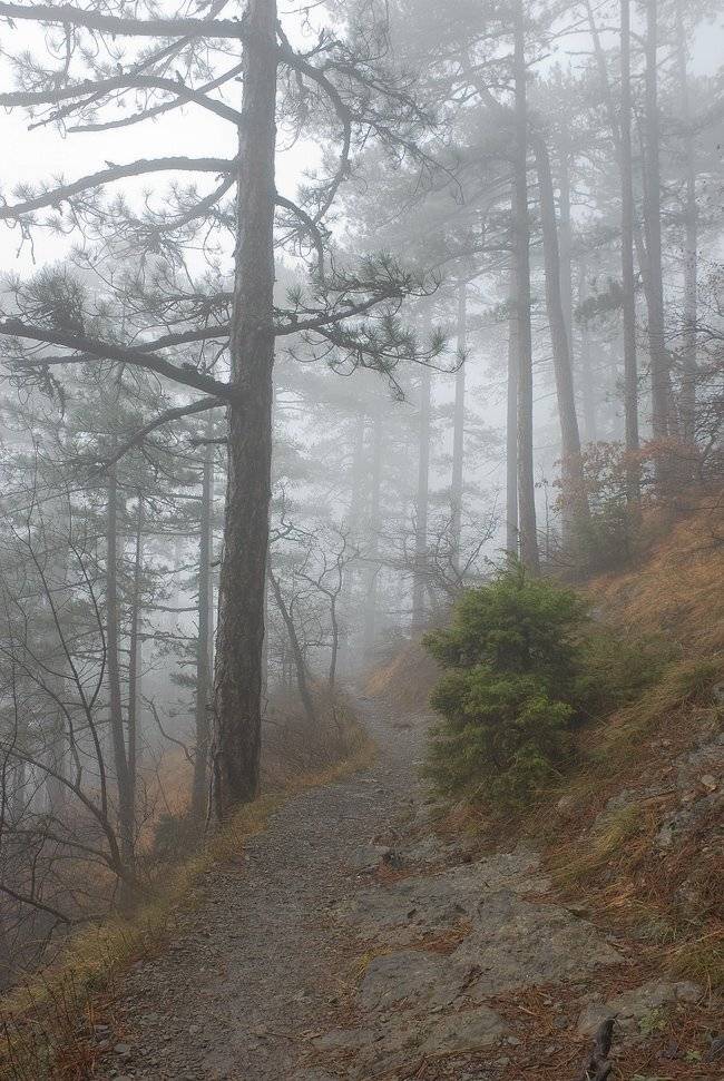 , Саша  Вайсберг / Waldschnepfe /