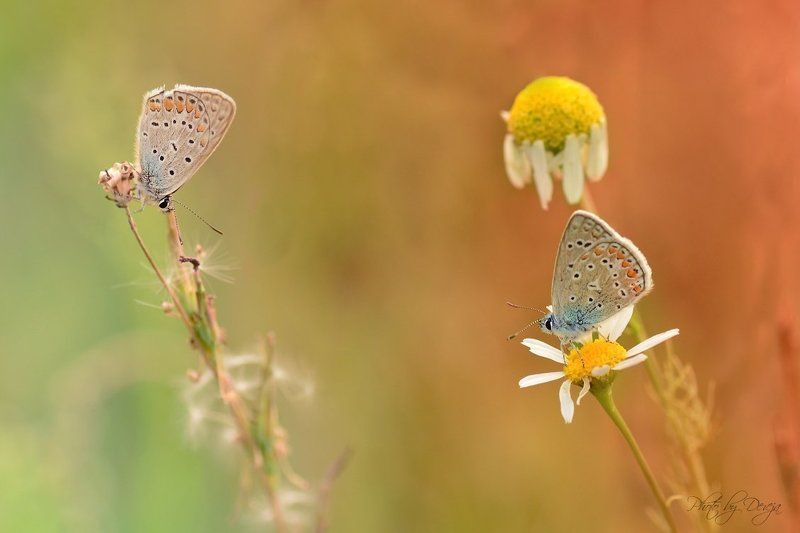 Кто кого фото превью