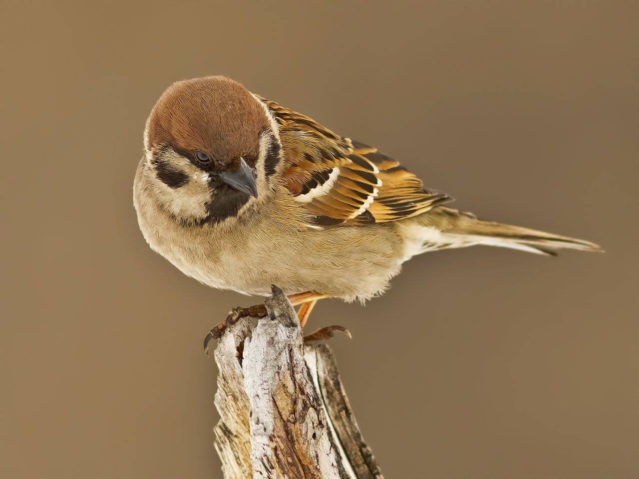 , Ляпустин Юра