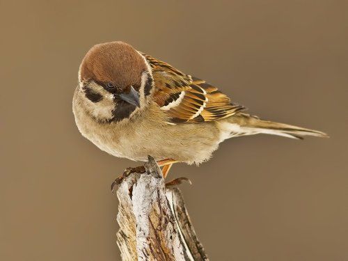 Passer montanus.
