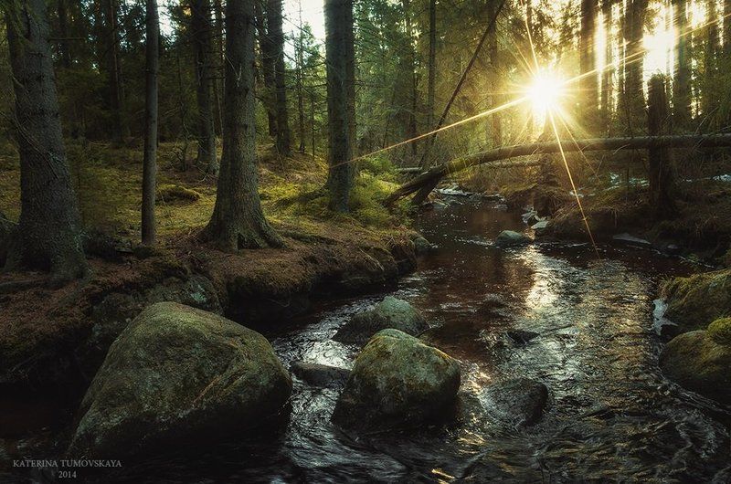 Ведьмина весна фото превью