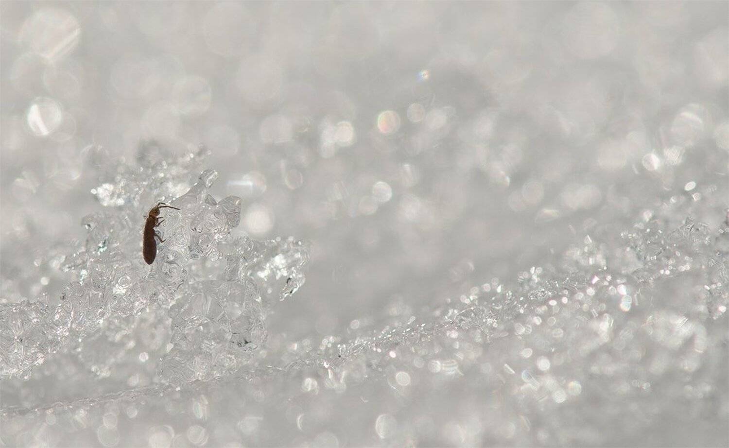 , Геннадий Мещеряков