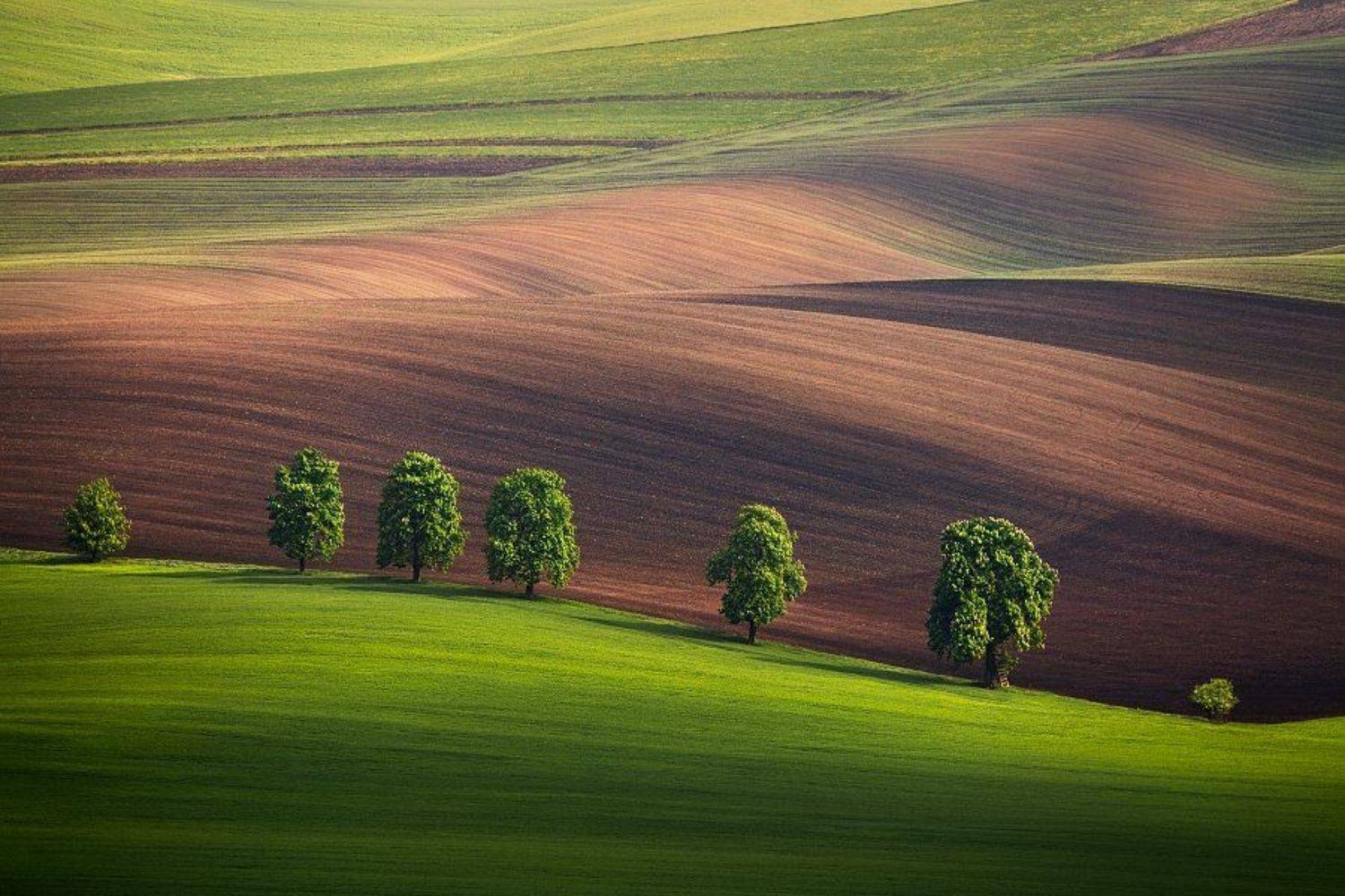 Czech republic, Field, Moravia, South Moravia, Spring, Spring field, Spring Moravia, Tree, Trees, Daniel Řeřicha