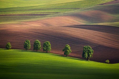 Spring Moravia III