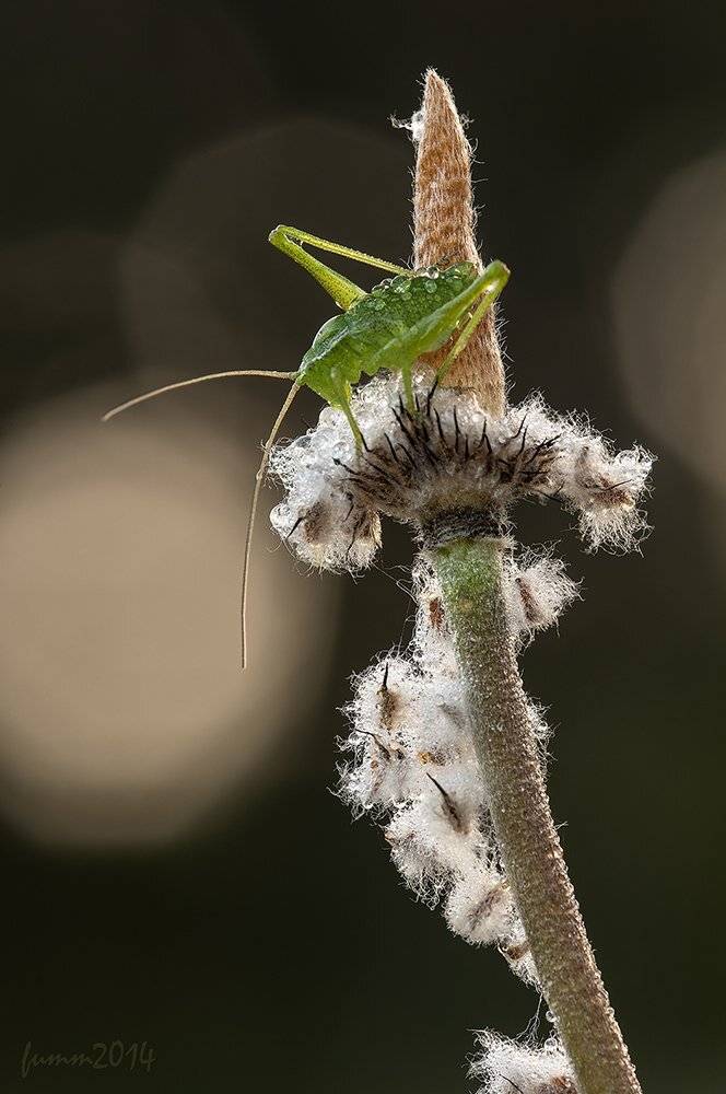 , Игорь ФУММ