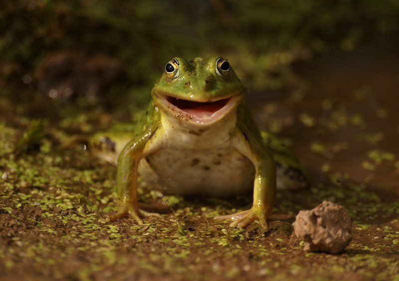 Улыбака фото превью