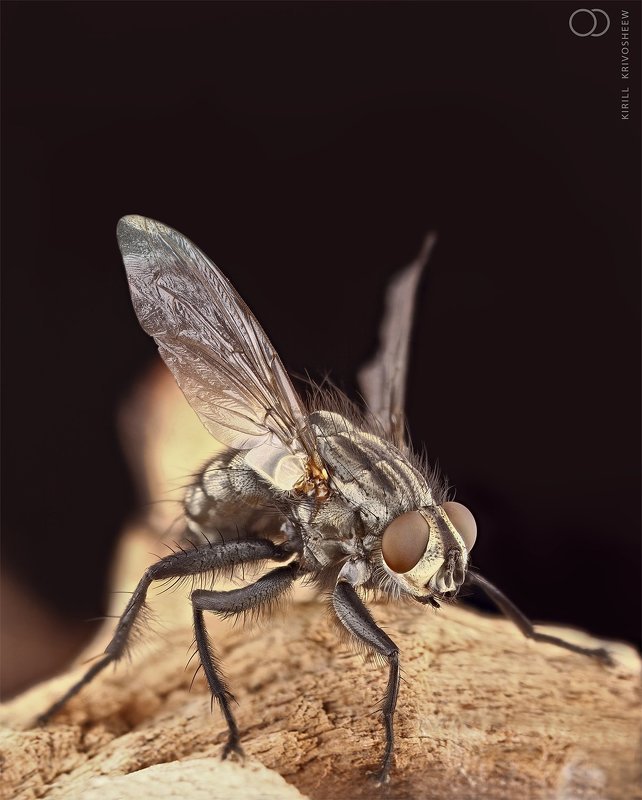 муха мясная, муха, fly, макро, крылья, фасетка Мясная Муха фото превью