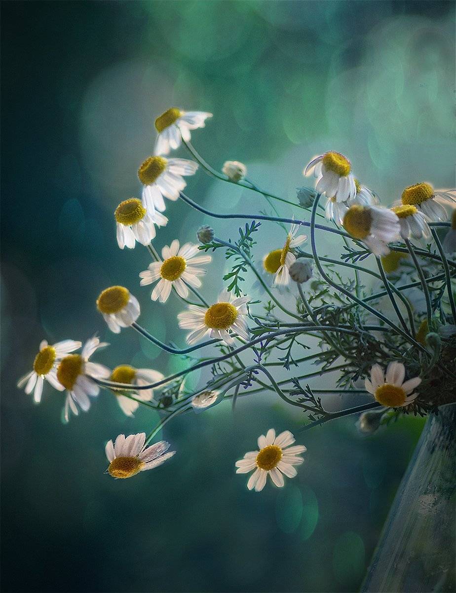 , Таня  Маркова