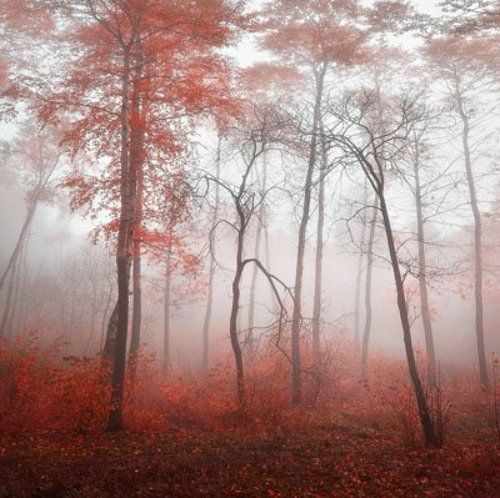 Туманные фантазии