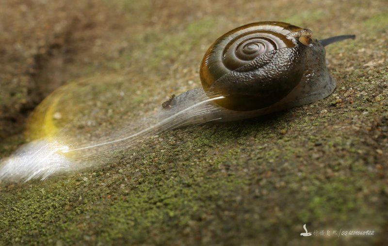 Fast Snail фото превью