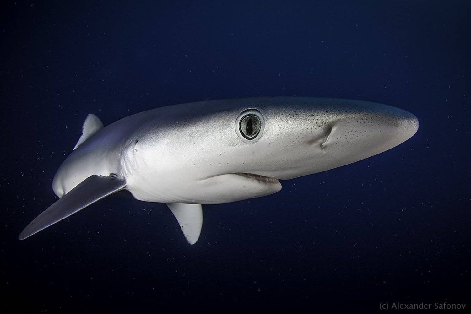 Shark, Sharks, South africa, Александр Сафонов