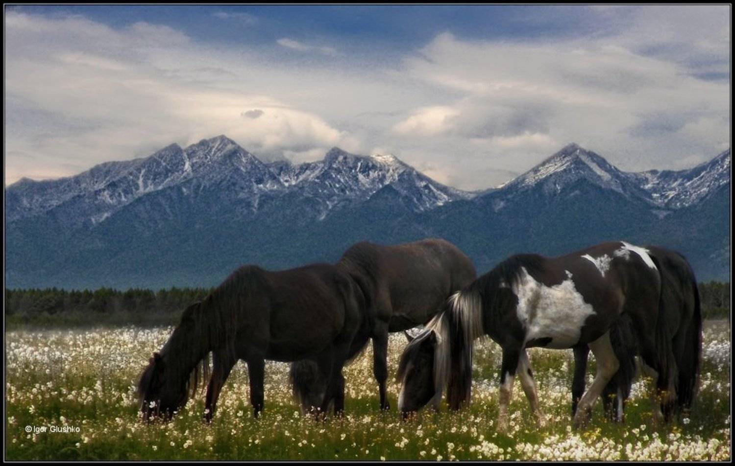 , Игорь Глушко