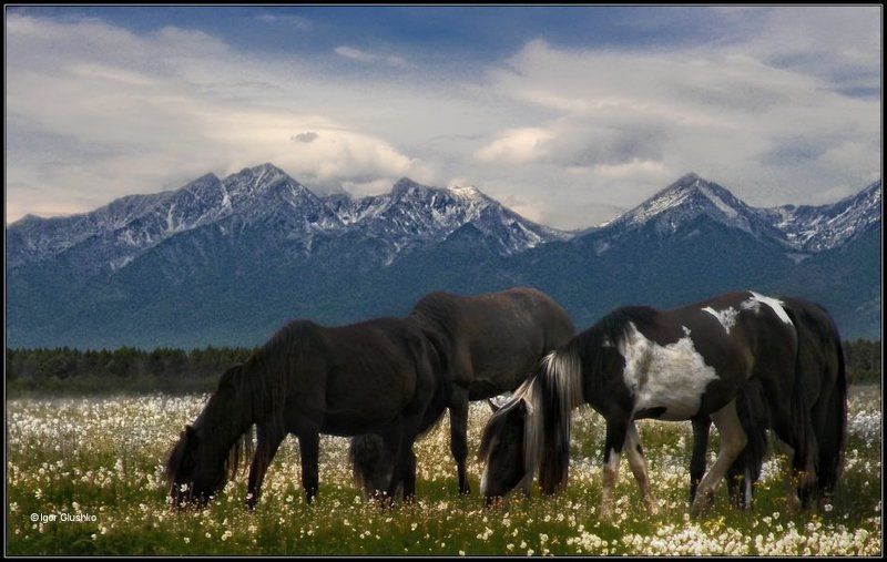 Цветы к завтраку фото превью