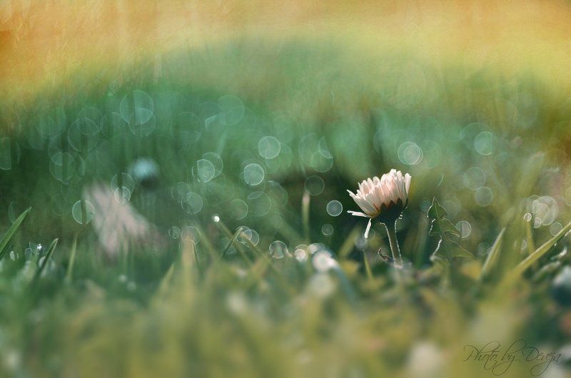 Bellis perennis фото превью