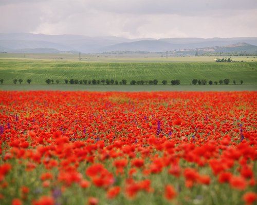 Крым и маки
